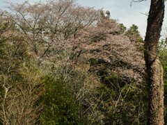山の桜