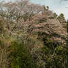 山の桜