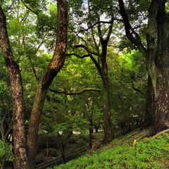 広葉樹林