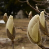 こぶしの芽吹き