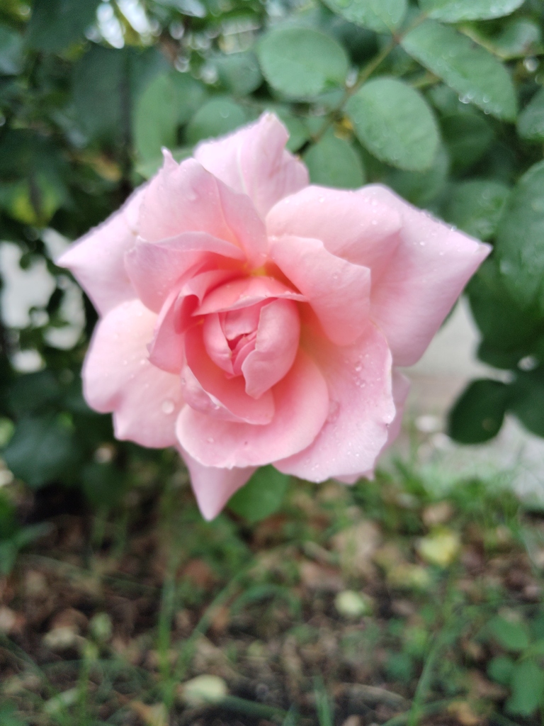 薔薇