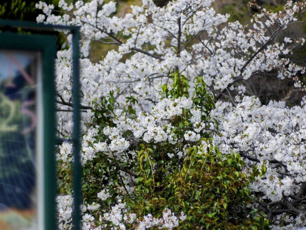 ホテルの傍らに咲く桜