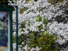 ホテルの傍らに咲く桜