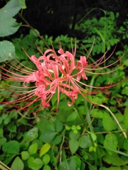 曼珠沙華