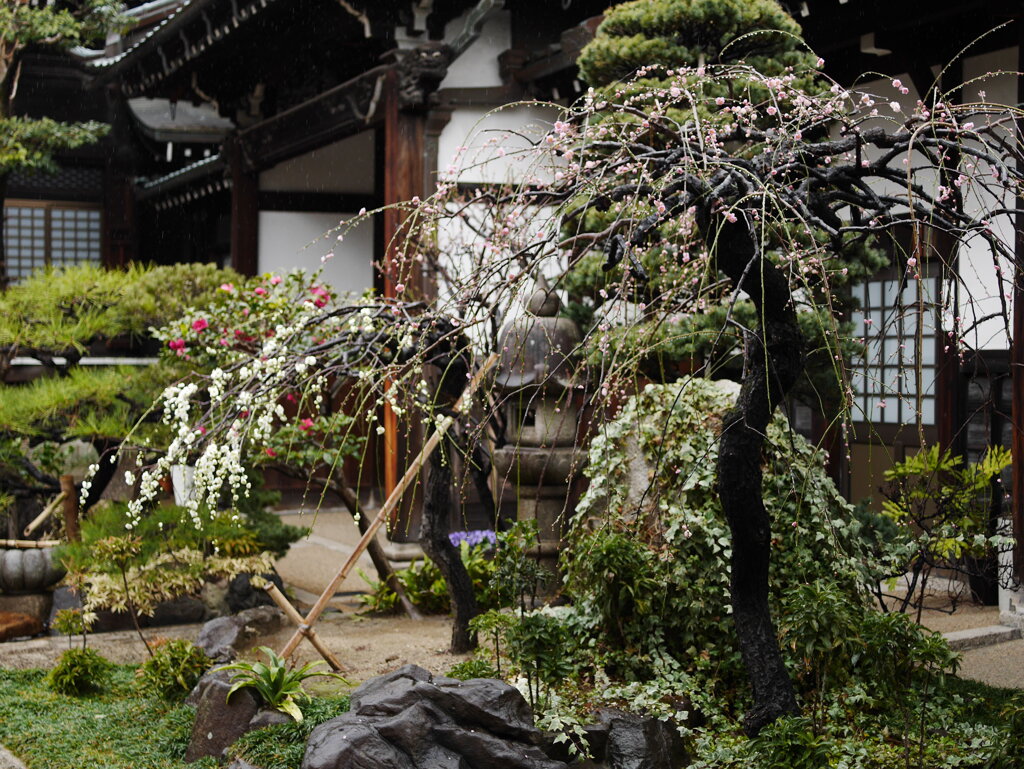 神戸東福寺の梅の花