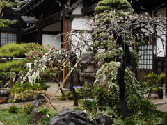 神戸東福寺の梅の花