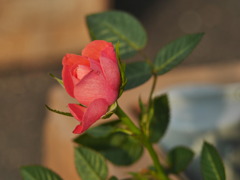 薔薇の花