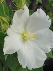 芙蓉の花