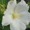芙蓉の花
