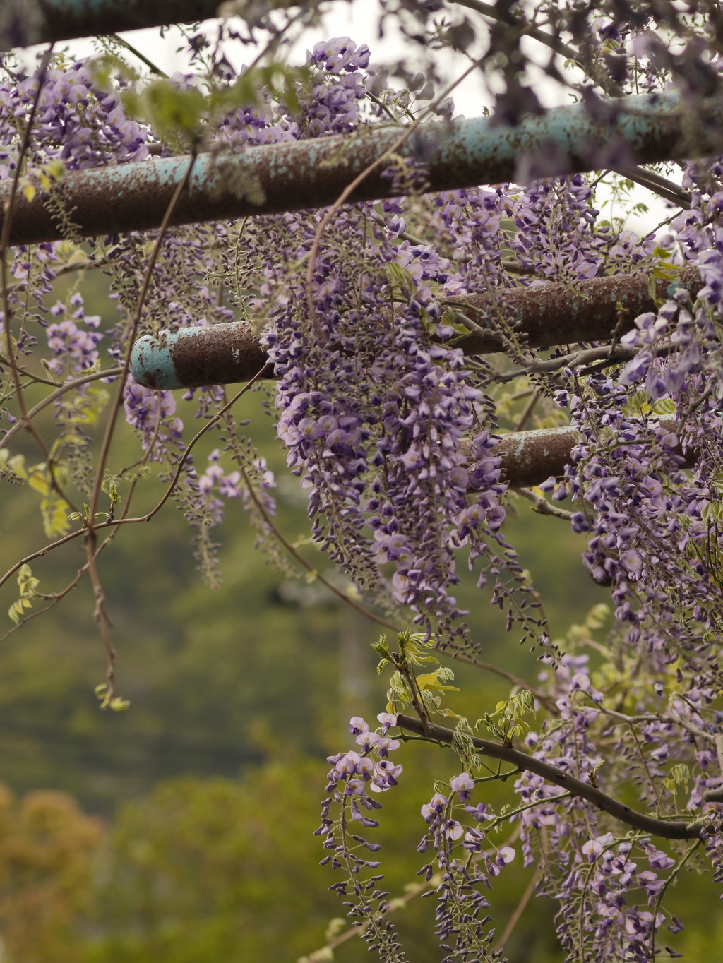 藤の花