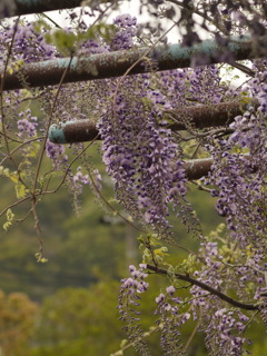 藤の花