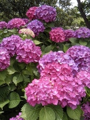 紫陽花