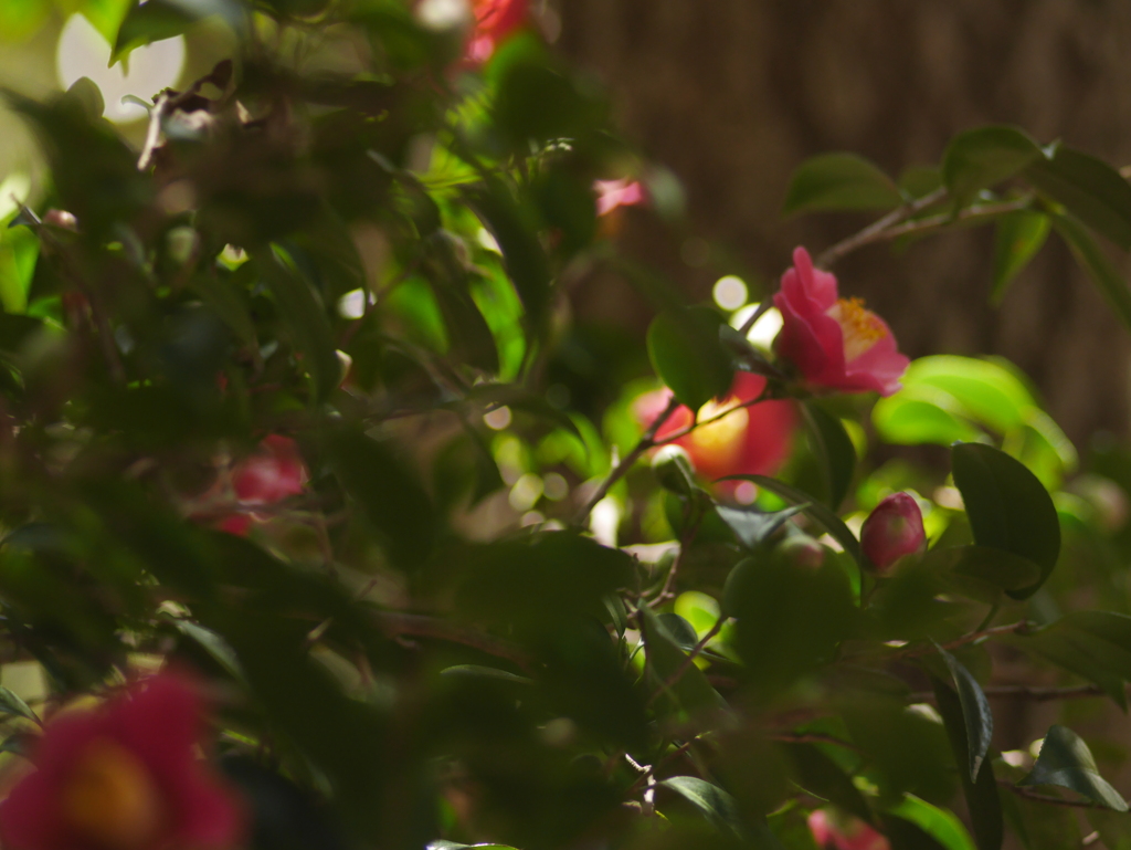 摩耶山フォトラン