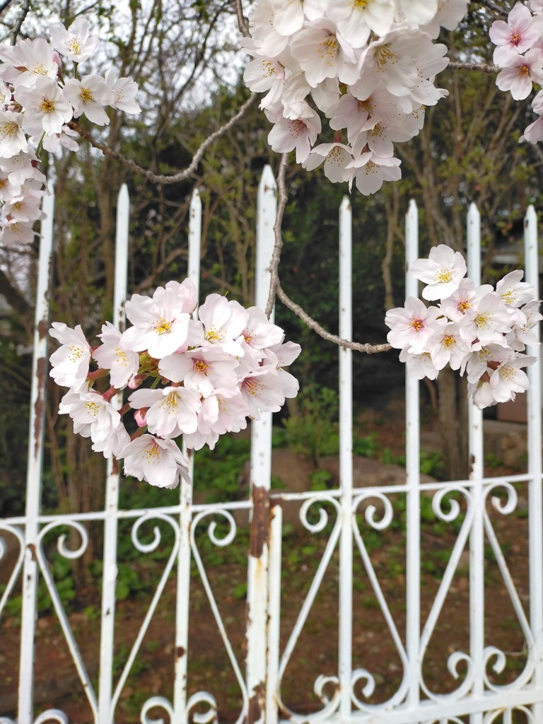 近所の花景色