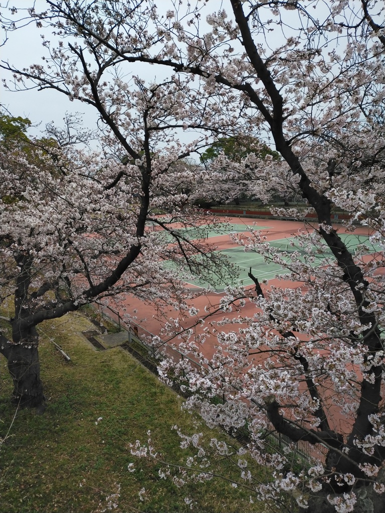 桜花