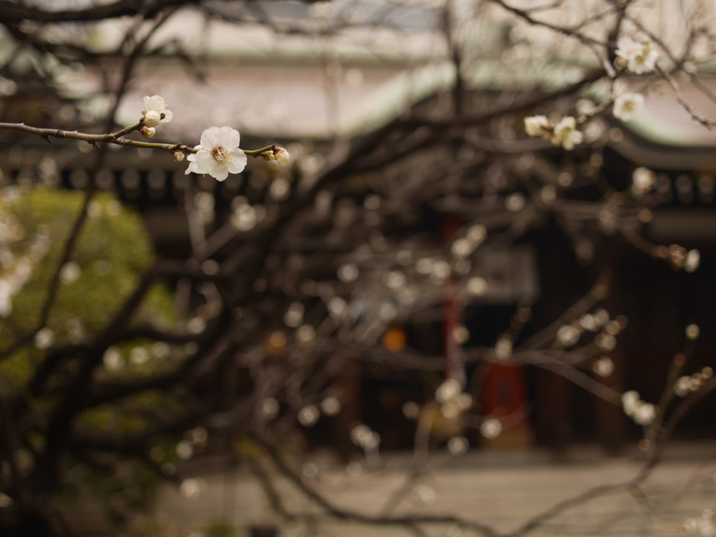 三宮神社と梅の花