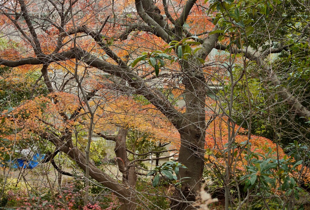 広葉樹と紅葉