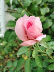 薔薇