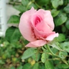 薔薇