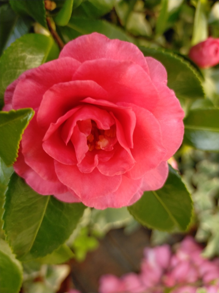 山茶花