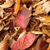 桜葉
