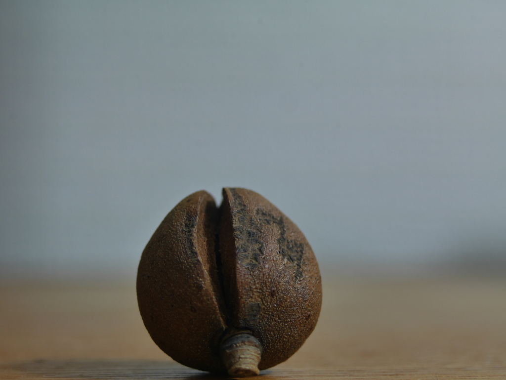 地面に転がる椿の実