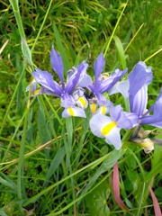 Iris xiphum