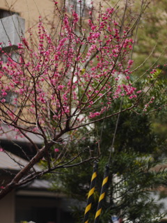 速水神社の紅梅
