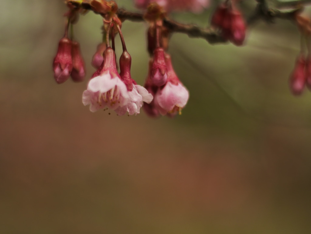 もっこす王子公園店東の桜