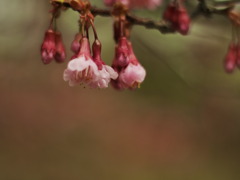 もっこす王子公園店東の桜