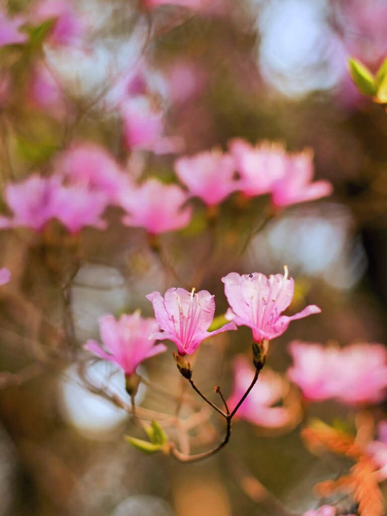 コバノミツバツツジ