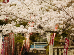 妙光院の桜