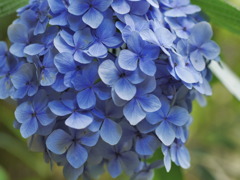 まだ咲いていた紫陽花