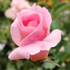 薔薇