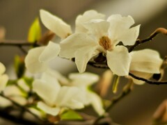 コブシの花