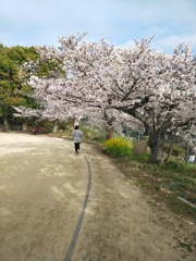 近辺の桜模様