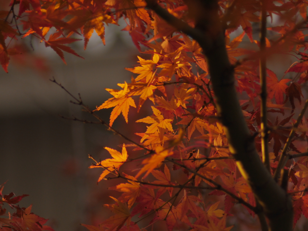 紅は園生に植えても隠れなし