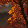 紅は園生に植えても隠れなし