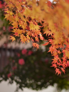 お寺の紅葉