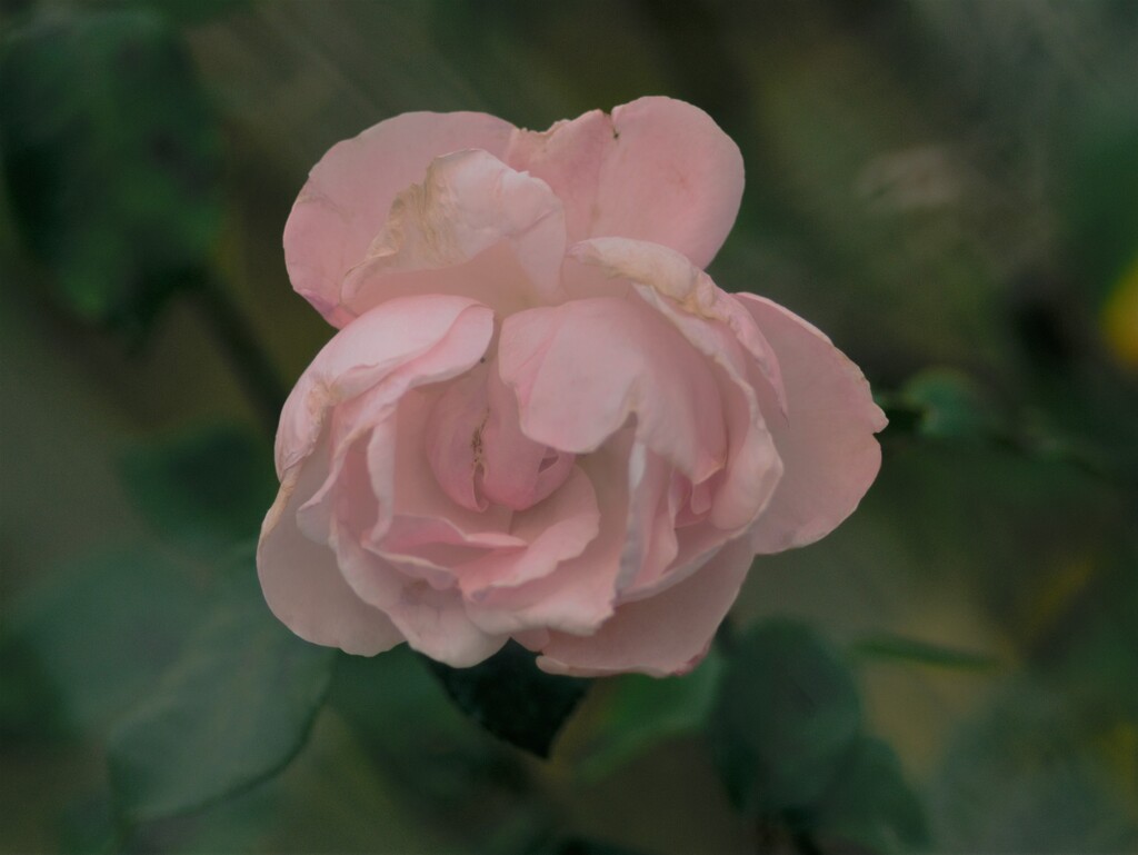 冬薔薇