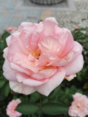 薔薇