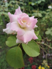薔薇