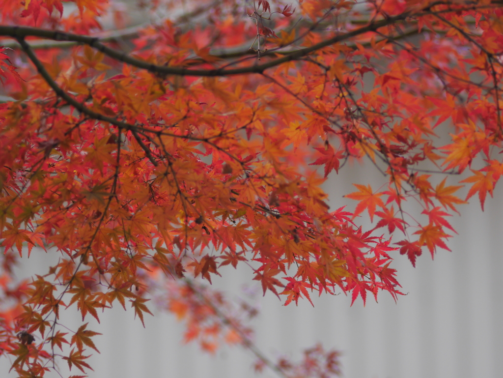 楓の紅葉