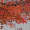 楓の紅葉