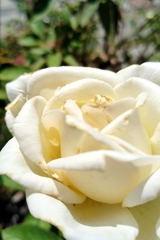 rose flower