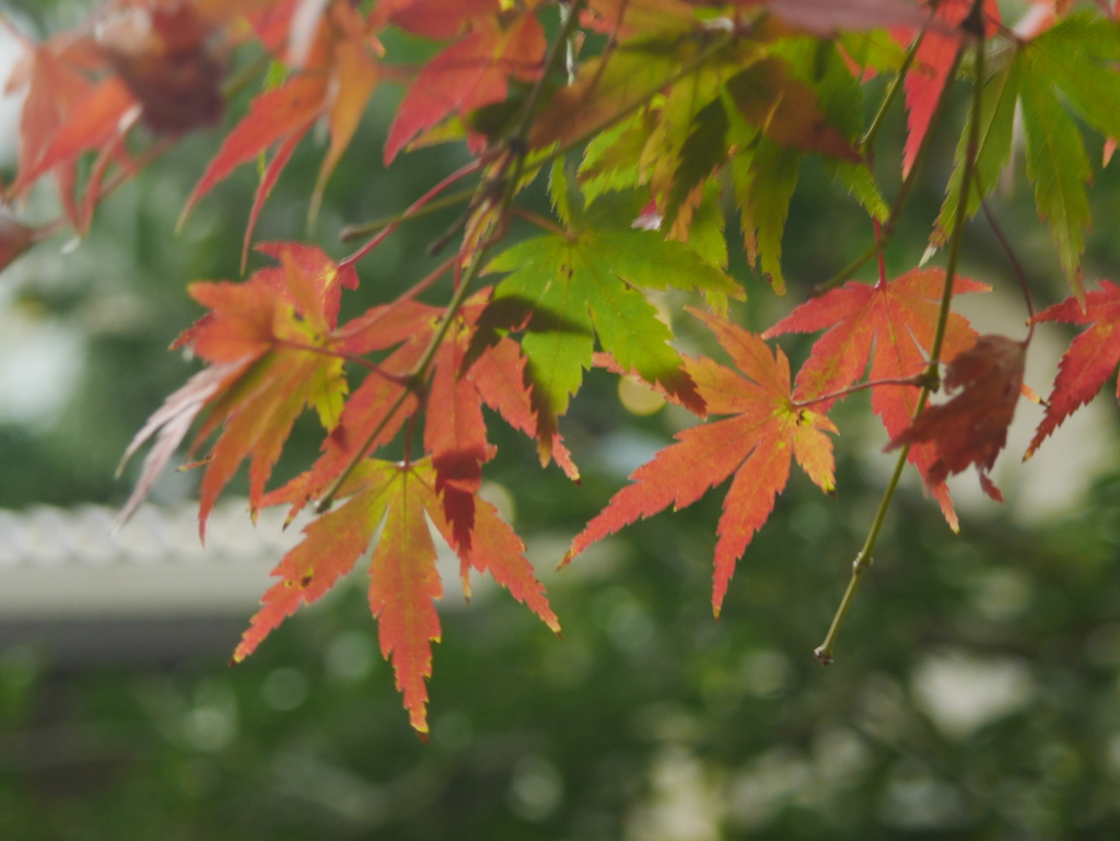 近くの紅葉