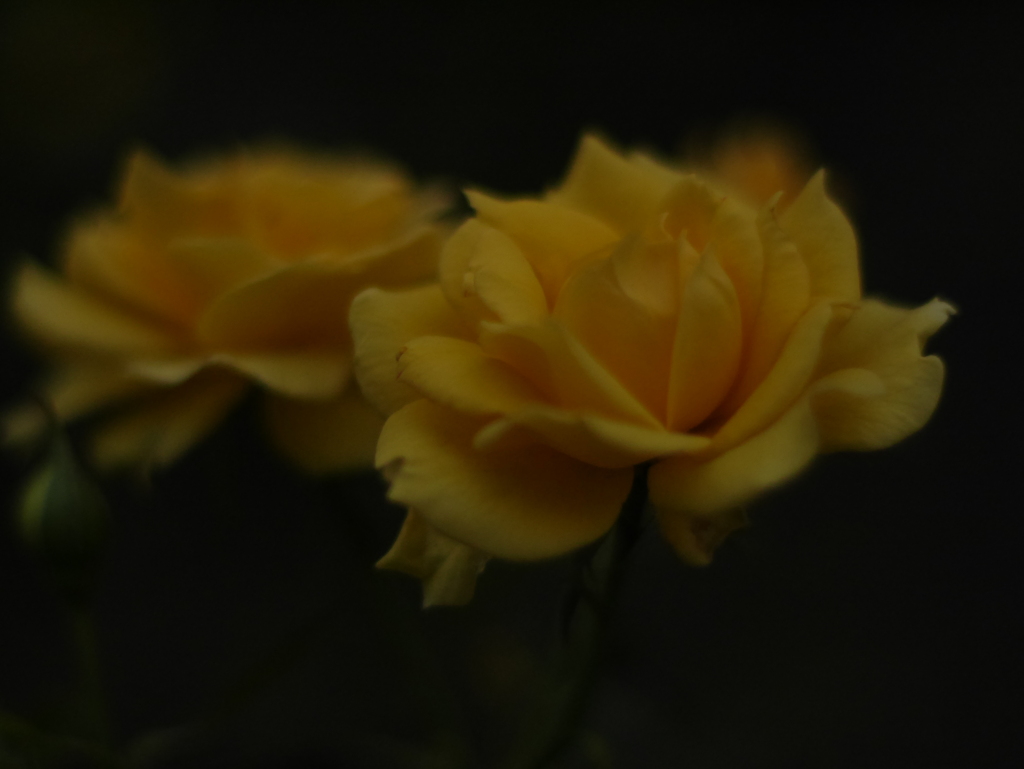 黄薔薇　再掲