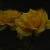 黄薔薇　再掲
