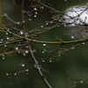雫1