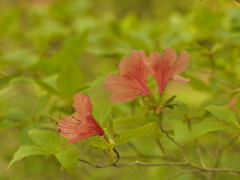  六甲山の山躑躅
